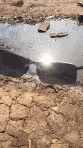 a puddle of water with the sun reflected in it