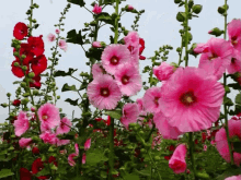 Virág GIF