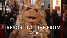 Miss Piggy Repórter GIF - Miss Piggy Repórter News Reporter GIFs