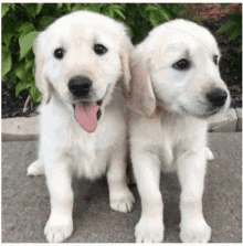 Golden Retriever Puppies Nashville Golden Retrievers Nashville GIF