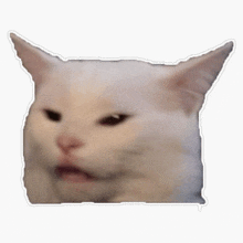 Confused Cat Cat Meme GIF - Confused Cat Cat Meme GIFs