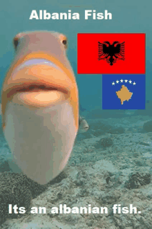 Albania Fish GIF - Albania Fish Kosovo GIFs