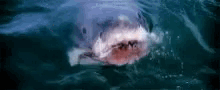 Jaws Shark GIF - Jaws Shark Shark Mouth GIFs
