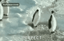 a group of penguins are walking on a snowy surface .