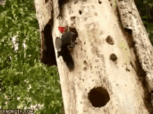 Snake Vs Woodpecker Battle GIF - Tree Snake Woodpecker GIFs