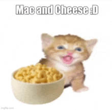 a kitten is sitting next to a bowl of mac and cheese .