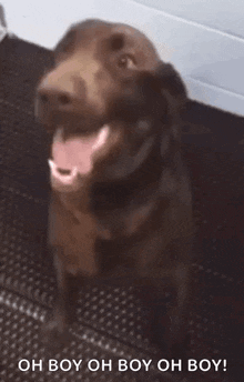 a brown dog is sitting on a black mat with its tongue out and a caption that says `` oh boy oh boy oh boy '' .