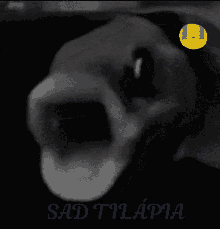 Triste Tilapia GIF - Triste Tilapia Sad GIFs