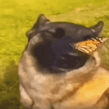 Butterfly Dog GIF