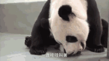Come Here So I Can Cuddle You GIF - Babies Pandas Cubs GIFs