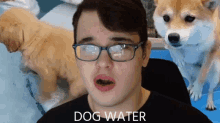 Shyntos Dog Water Mr Shyntos GIF - Shyntos Dog Water Mr Shyntos Shyntos Dog GIFs