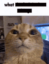 Discord Cat GIF - Discord Cat Discord Cat GIFs