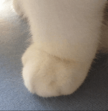 Pisada Seria Cat Paw GIF - Pisada Seria Cat Paw Fluffy GIFs