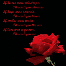 rose flower for you love