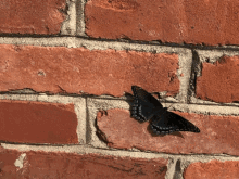 Butterfly Black Butterfly GIF - Butterfly Black Butterfly Flying GIFs