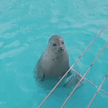 a seal is swimming in a pool behind a fence