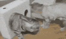 Depression Cat GIF - Depression Cat Done GIFs