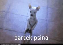 Bartek Psina GIF - Bartek Psina Psina Bartek GIFs