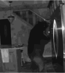 Midnight Snack Bear GIF - Midnight Snack Bear Bear Bears Black Bear Bear Raiding Fridge Breaking And Entering GIFs