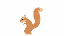 squirrel virginia