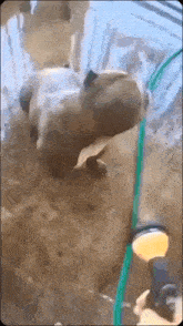 a hippopotamus is being sprayed with a water hose .