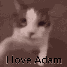 I Love Adam GIF - I Love Adam GIFs