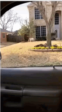 Dog Lets Go GIF - Dog Lets Go Jump Through The Window GIFs