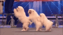 Excited GIF - Americas Got Talent Agt Dogs GIFs