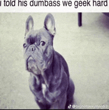 Told His Dumbass We Geek Hard Dog GIF - Told His Dumbass We Geek Hard Dog Frenchie GIFs