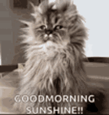 Good Morning Sunshine GIF - Good Morning Sunshine Cat GIFs