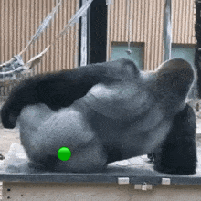 Gorila Ass GIF