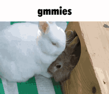 riel bunny two bunnies riels