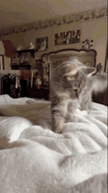 Making Biscuits GIF - Making Biscuits Cat GIFs