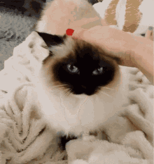 Cat Pet GIF - Cat Pet Siamese Cat GIFs