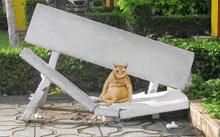 a cat is sitting on a concrete bench