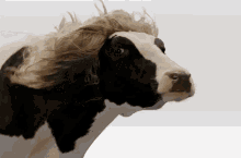 cow lucioushair beautiful wind hair