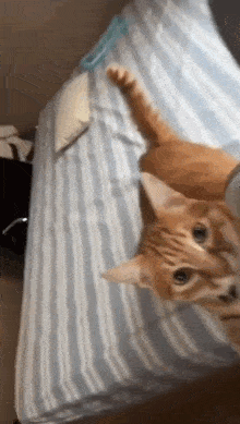 a cat is laying on a bed with a striped blanket and looking at the camera .