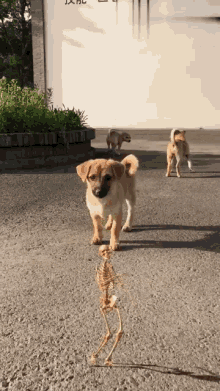 Dog Skeleton GIF - Dog Skeleton Puppy GIFs