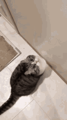 котикомарудобрыймен комарукласс GIF - котикомарудобрыймен котик кот GIFs