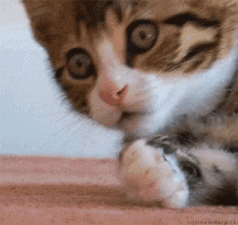 Kitten Gasp GIF