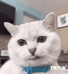 a white cat wearing a blue collar is sticking out its tongue