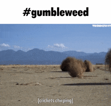 Gumbleweed Tumbleweed GIF - Gumbleweed Tumbleweed GIFs