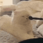 a white cat is laying on a bed looking at a microphone .