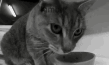 Kimba Cat GIF - Kimba Cat Pussy GIFs