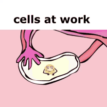 Cells At Work Vagina GIF - Cells At Work Vagina Anime Hug GIFs