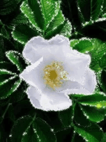 Animated Flower GIF