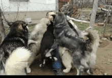 Dogs Swarmed GIF