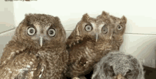 Owl Imup GIF - Owl Imup Me In Class GIFs
