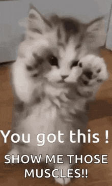 Cat You Got This GIF