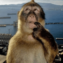 a close up of a monkey with mountains in the background